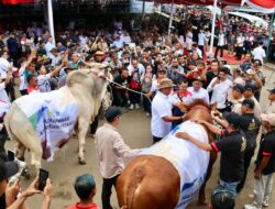 Gubernur Ahmad Luthfi: Kontes Sapi Boyolali Jadi Tetenger Jateng Lumbung Ternak Nasional