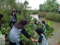 MTs Al-Mu’awanah Gandeng Ormas Dan Warga Tanam 2.500 Mangrove di Ulujami