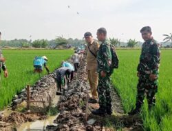Dandim 0711/Pemalang, Letkol. Inf. Muhammad Arif, Tinjau Langsung Pembangunan Irigasi Tersier