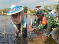 Kodim Pemalang Partisipasi Aksi ‘Mageri Segoro’ di Pemalang: 143 Ribu Mangrove Ditanam Serentak