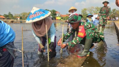 Kodim Pemalang Partisipasi Aksi ‘Mageri Segoro’ di Pemalang: 143 Ribu Mangrove Ditanam Serentak
