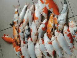 Listrik Padam di Randudongkal dan Sekitarnya, Warga Mengaku Rugi