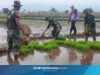 TNI dan Warga Pemalang Sinergi Tanam Padi di Tehnopark Randudongkal