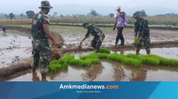 TNI dan Warga Pemalang Sinergi Tanam Padi di Tehnopark Randudongkal