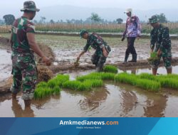TNI dan Warga Pemalang Sinergi Tanam Padi di Tehnopark Randudongkal