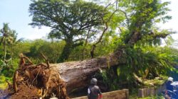 Hujan Deras dan Angin Kencang Tumbangkan Pohon Pule 40 Meter di TPU Sendekala Mejagong