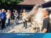 Sapi ‘Sultan’ Purworejo: Inovasi Milenial yang Bidik Lumbung Ternak Nasional