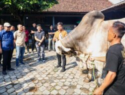 Sapi ‘Sultan’ Purworejo: Inovasi Milenial yang Bidik Lumbung Ternak Nasional