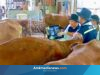 Jateng Banjir Stok Hewan Kurban, Keamanan di Perbatasan Siaga Satu!